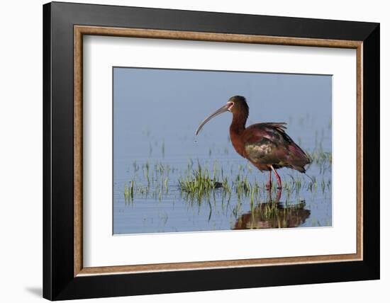 White-Faced Ibis-Ken Archer-Framed Photographic Print