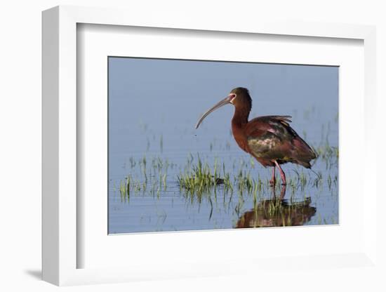 White-Faced Ibis-Ken Archer-Framed Photographic Print