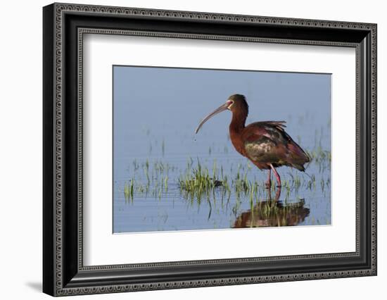 White-Faced Ibis-Ken Archer-Framed Photographic Print