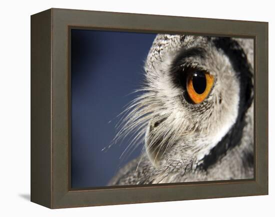 White-faced Scops Owl Eye-Linda Wright-Framed Premier Image Canvas