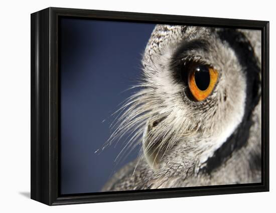 White-faced Scops Owl Eye-Linda Wright-Framed Premier Image Canvas