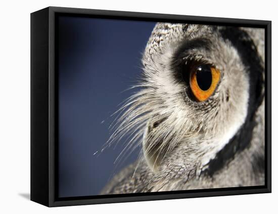 White-faced Scops Owl Eye-Linda Wright-Framed Premier Image Canvas