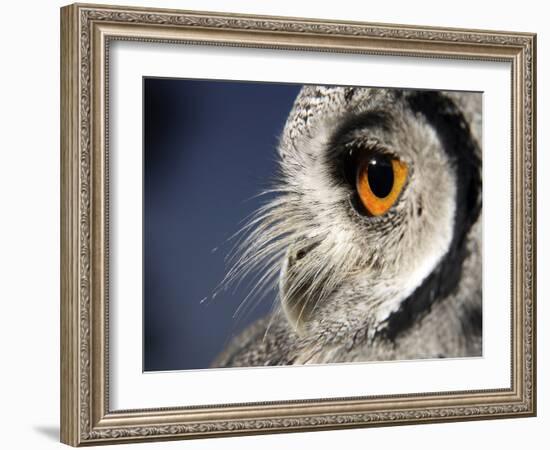 White-faced Scops Owl Eye-Linda Wright-Framed Photographic Print