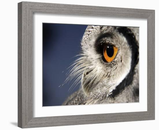 White-faced Scops Owl Eye-Linda Wright-Framed Photographic Print