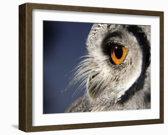 White-faced Scops Owl Eye-Linda Wright-Framed Photographic Print