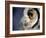 White-faced Scops Owl Eye-Linda Wright-Framed Photographic Print