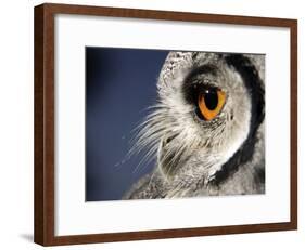 White-faced Scops Owl Eye-Linda Wright-Framed Photographic Print