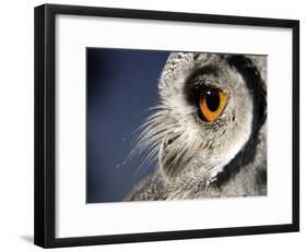 White-faced Scops Owl Eye-Linda Wright-Framed Photographic Print