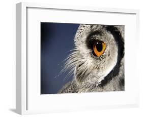 White-faced Scops Owl Eye-Linda Wright-Framed Photographic Print