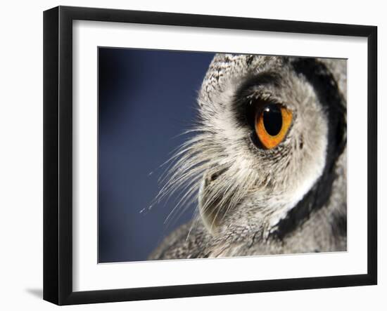 White-faced Scops Owl Eye-Linda Wright-Framed Photographic Print