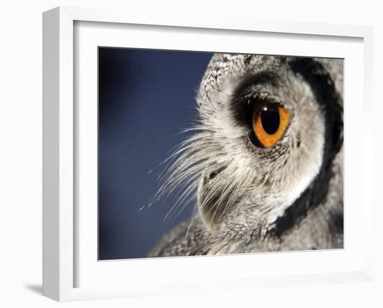 White-faced Scops Owl Eye-Linda Wright-Framed Photographic Print