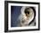 White-faced Scops Owl Eye-Linda Wright-Framed Photographic Print