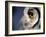 White-faced Scops Owl Eye-Linda Wright-Framed Photographic Print