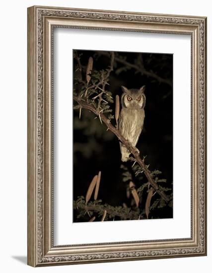 White Faced Scops Owl (Otus Leucotis) in a Candle-Pod Acacia (Acacia Hebeclada) at Night-Christophe Courteau-Framed Photographic Print