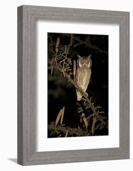White Faced Scops Owl (Otus Leucotis) in a Candle-Pod Acacia (Acacia Hebeclada) at Night-Christophe Courteau-Framed Photographic Print