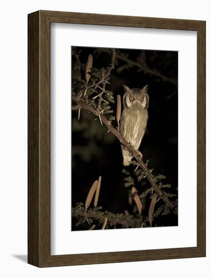 White Faced Scops Owl (Otus Leucotis) in a Candle-Pod Acacia (Acacia Hebeclada) at Night-Christophe Courteau-Framed Photographic Print