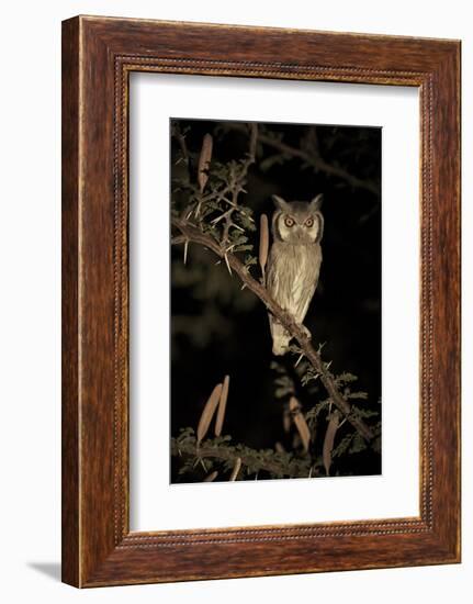 White Faced Scops Owl (Otus Leucotis) in a Candle-Pod Acacia (Acacia Hebeclada) at Night-Christophe Courteau-Framed Photographic Print