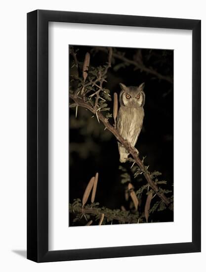 White Faced Scops Owl (Otus Leucotis) in a Candle-Pod Acacia (Acacia Hebeclada) at Night-Christophe Courteau-Framed Photographic Print