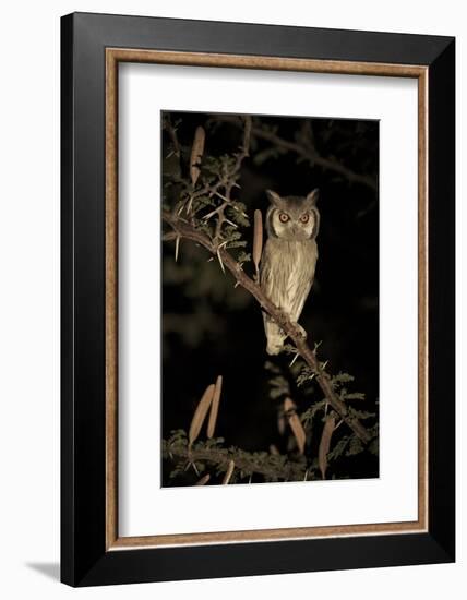 White Faced Scops Owl (Otus Leucotis) in a Candle-Pod Acacia (Acacia Hebeclada) at Night-Christophe Courteau-Framed Photographic Print