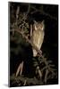 White Faced Scops Owl (Otus Leucotis) in a Candle-Pod Acacia (Acacia Hebeclada) at Night-Christophe Courteau-Mounted Photographic Print