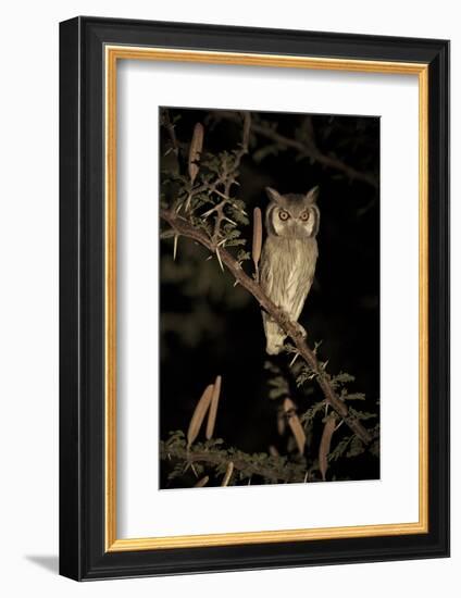 White Faced Scops Owl (Otus Leucotis) in a Candle-Pod Acacia (Acacia Hebeclada) at Night-Christophe Courteau-Framed Photographic Print