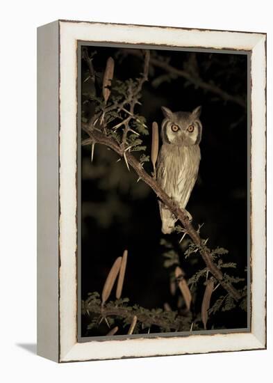 White Faced Scops Owl (Otus Leucotis) in a Candle-Pod Acacia (Acacia Hebeclada) at Night-Christophe Courteau-Framed Premier Image Canvas