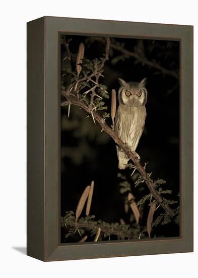 White Faced Scops Owl (Otus Leucotis) in a Candle-Pod Acacia (Acacia Hebeclada) at Night-Christophe Courteau-Framed Premier Image Canvas