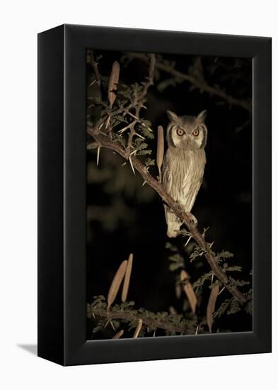 White Faced Scops Owl (Otus Leucotis) in a Candle-Pod Acacia (Acacia Hebeclada) at Night-Christophe Courteau-Framed Premier Image Canvas