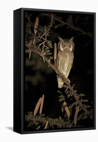 White Faced Scops Owl (Otus Leucotis) in a Candle-Pod Acacia (Acacia Hebeclada) at Night-Christophe Courteau-Framed Premier Image Canvas