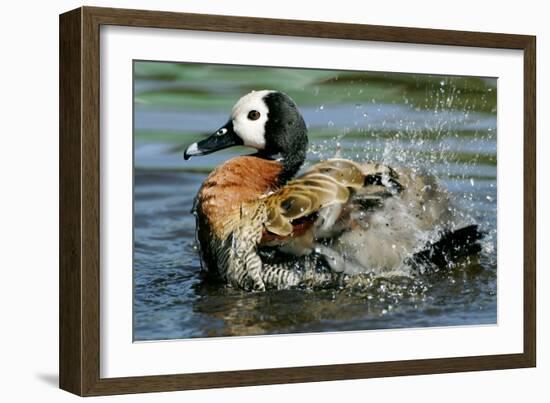 White-faced Whistling Duck-Peter Chadwick-Framed Photographic Print