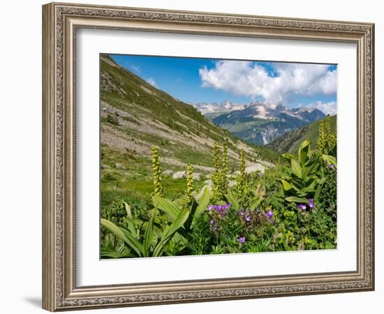 White false hellebore on a mountainside, Switzerland-Konrad Wothe-Framed Photographic Print