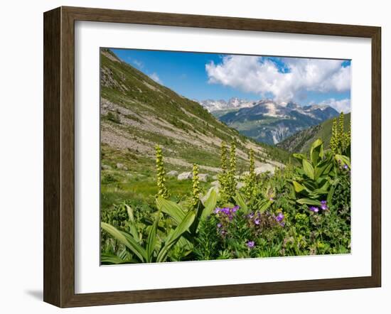 White false hellebore on a mountainside, Switzerland-Konrad Wothe-Framed Photographic Print