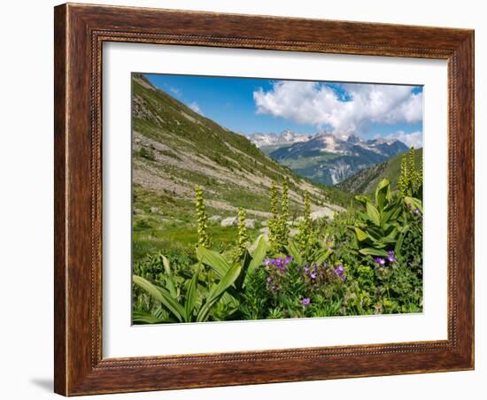 White false hellebore on a mountainside, Switzerland-Konrad Wothe-Framed Photographic Print