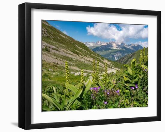 White false hellebore on a mountainside, Switzerland-Konrad Wothe-Framed Photographic Print