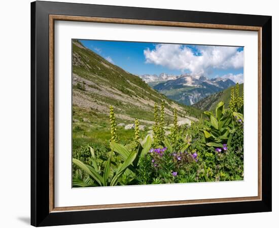 White false hellebore on a mountainside, Switzerland-Konrad Wothe-Framed Photographic Print