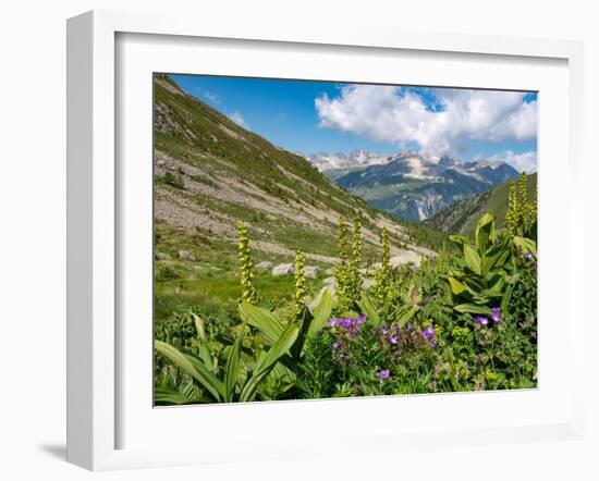 White false hellebore on a mountainside, Switzerland-Konrad Wothe-Framed Photographic Print