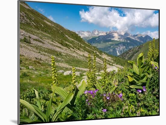 White false hellebore on a mountainside, Switzerland-Konrad Wothe-Mounted Photographic Print