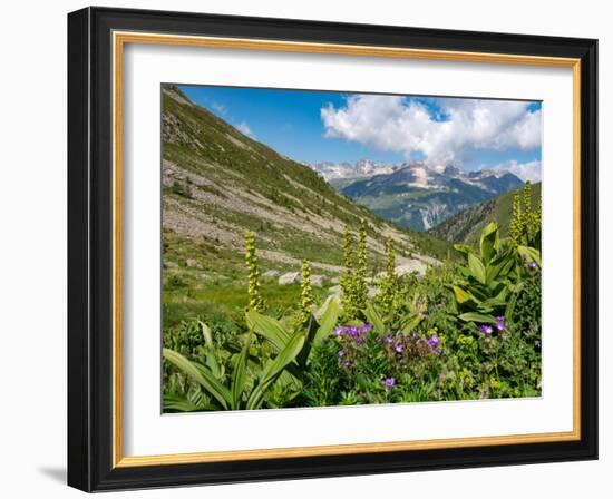 White false hellebore on a mountainside, Switzerland-Konrad Wothe-Framed Photographic Print