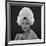 White Feathered Hat, 1960s-John French-Framed Giclee Print