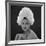 White Feathered Hat, 1960s-John French-Framed Giclee Print