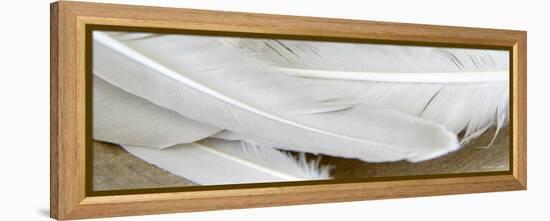 White Feathers-Nicole Katano-Framed Stretched Canvas