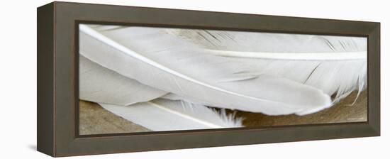 White Feathers-Nicole Katano-Framed Stretched Canvas