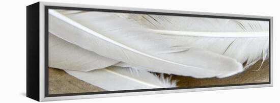 White Feathers-Nicole Katano-Framed Stretched Canvas