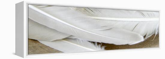 White Feathers-Nicole Katano-Framed Stretched Canvas