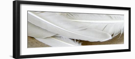 White Feathers-Nicole Katano-Framed Photo