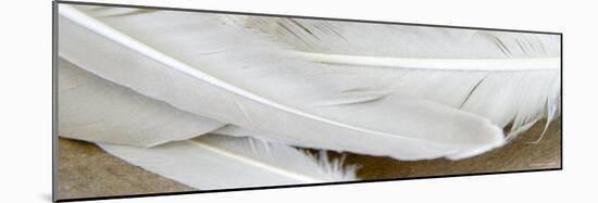 White Feathers-Nicole Katano-Mounted Photo