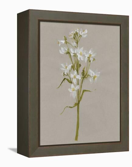 White Field Flowers I-Jennifer Goldberger-Framed Stretched Canvas