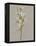 White Field Flowers I-Jennifer Goldberger-Framed Stretched Canvas