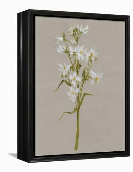 White Field Flowers I-Jennifer Goldberger-Framed Stretched Canvas