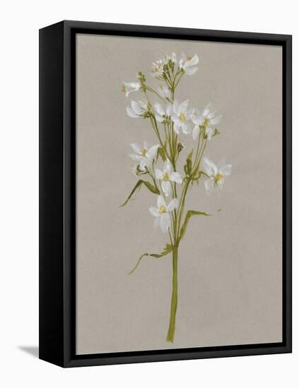 White Field Flowers I-Jennifer Goldberger-Framed Stretched Canvas